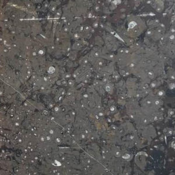 Gran Fossil Marble Polished Big Slabs